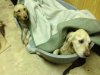 retrievers im Ehebett