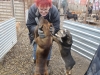 szentes-22-12-2013-019