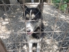 szentes-9-6-2013-114