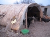 Zelt für das Kleinrudel - das Wetter und die Hunde nagen dran