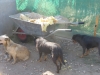szentes-3-4-8-2013-023