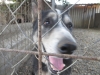 szentes-3-4-8-2013-050