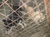 szentes-3-4-8-2013-051
